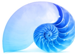 Fibonacci proportioned shell