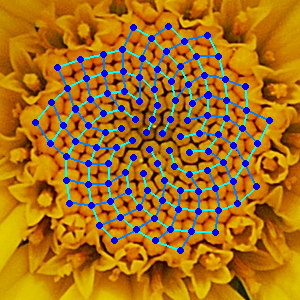 Fibonacci numbers in nature