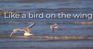Like a Bird on the Wing – a brief meditation on Joy