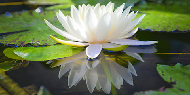 Lotus of Truth & Beauty