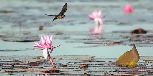 Lotus with swallow