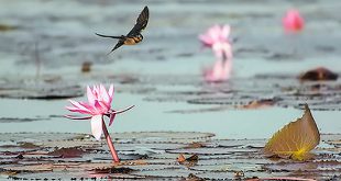 Lotus with swallow