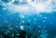 Saving & Preserving Our Oceans