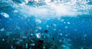 Saving & Preserving Our Oceans