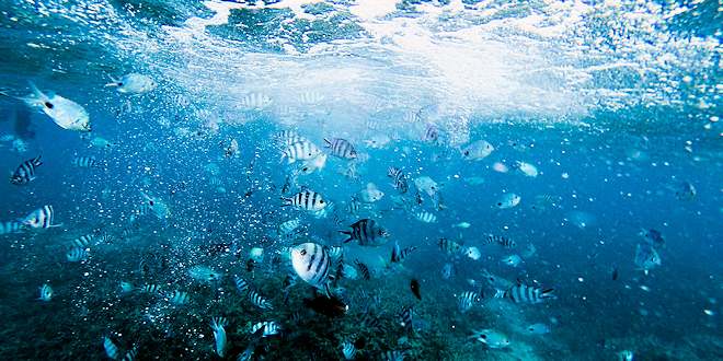 Saving & Preserving Our Oceans