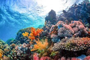 Saving & Preserving Our Oceans