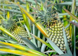 Pineapples tend to use the 5-8-13 Fibonacci ratio