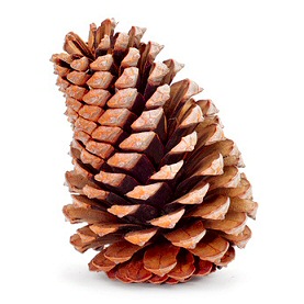Pine cone displaying its spiral structure