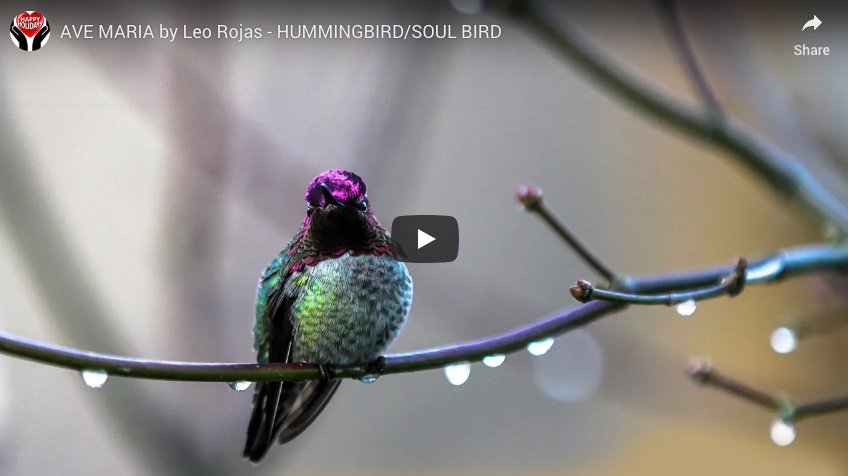 AVE MARIA by Leo Rojas - HUMMINGBIRD/SOUL BIRD