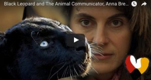 animal communicator