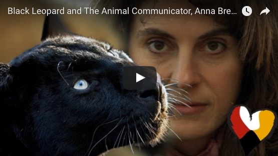 Black Leopard and The Animal Communicator, Anna Breytenbach - Sydney  Goodwill