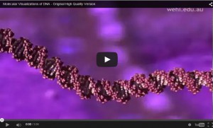 molecular visualizations of DNA