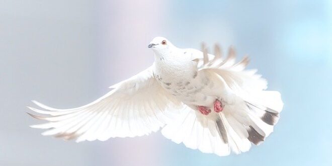 peace dove