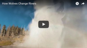 how wolves change rivers
