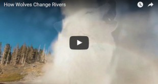 how wolves change rivers