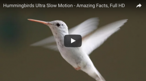 hummingbird video