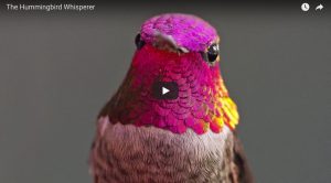 hummingbird whisperer