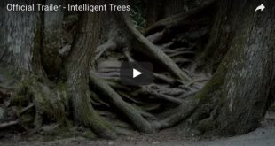 intelligent trees trailer