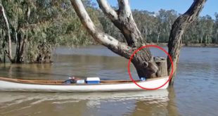 koala rescue murray river
