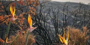 meditation mount fire