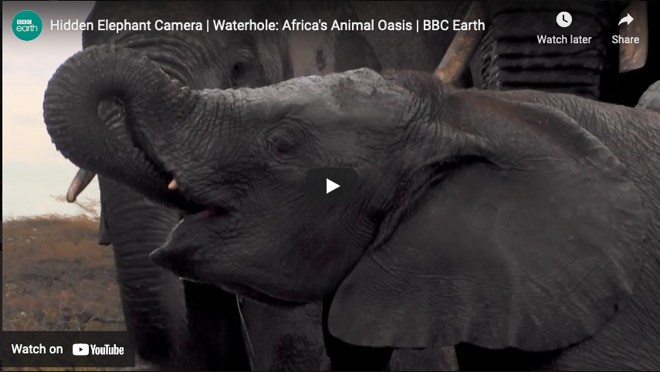 Hidden Elephant Camera | Waterhole: Africa's Animal Oasis | BBC Earth