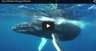 how whales change climate